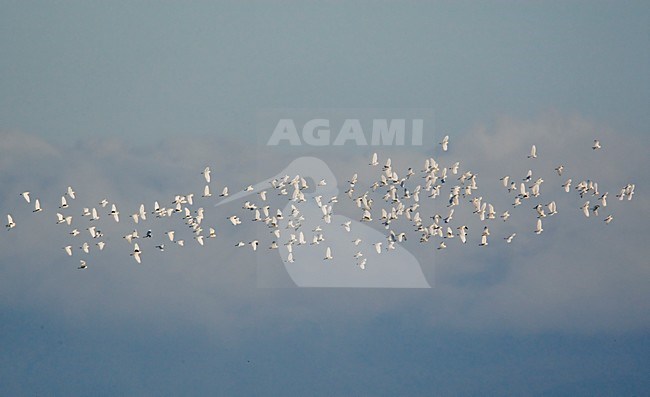 Groep Koereigers in e vlucht; Flock of Cattle Egrets in flight stock-image by Agami/Markus Varesvuo,