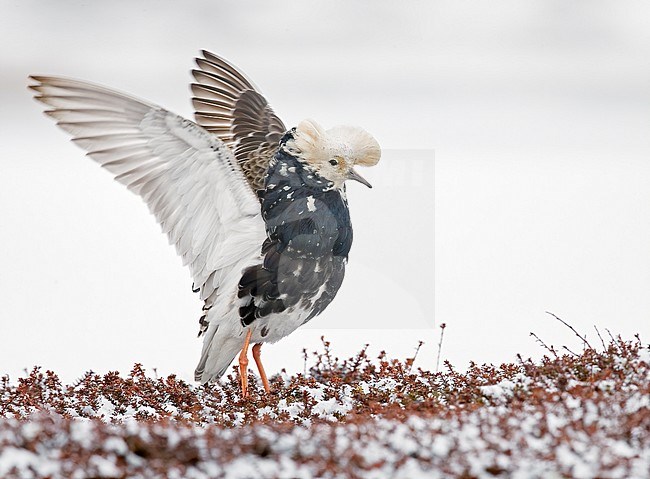 displaying male Ruff (Philomachus pugnax) in the snow at Vardö in arctic Norway. stock-image by Agami/Markus Varesvuo,