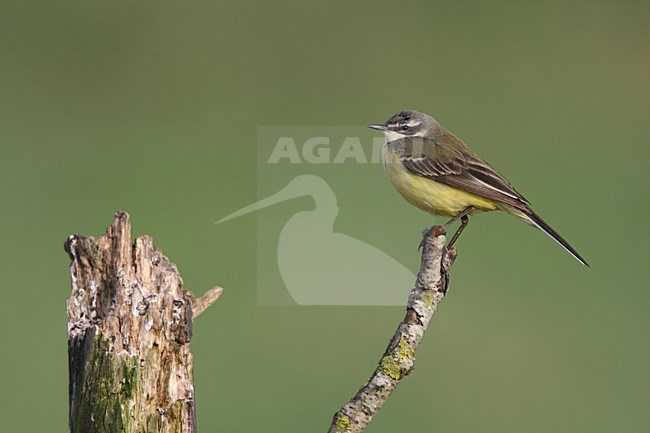 Gele Kwikstaart zittend; Blue-headed Wagtail perched stock-image by Agami/Chris van Rijswijk,