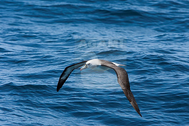 Vliegende Atlantische Geelsnavelalbatros, Atlantic Yellow-nosed Albatross in flight stock-image by Agami/Wil Leurs,