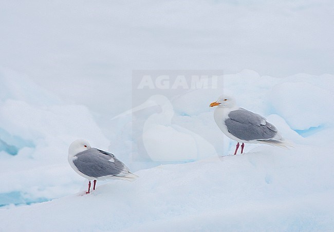 Two adult Glaucous Gulls (Larus hyperboreus) in summer plumage standing on the snow, on top of the drift ice, north of Svalbard, arctic Norway. stock-image by Agami/Marc Guyt,