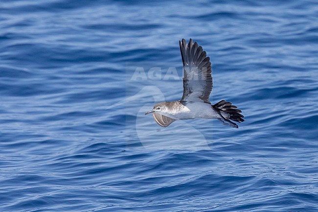 Boyd's shearwater (Puffinus boydi) flying, with the sea as background, in Cape Verde. stock-image by Agami/Sylvain Reyt,