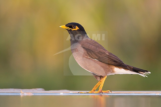 Common Myna - Hirtenmaina - Acridotheres tristis, Oman stock-image by Agami/Ralph Martin,
