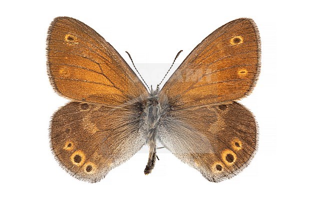Large Heath, Veenhooibeestje, Coenonympha tullia stock-image by Agami/Wil Leurs,