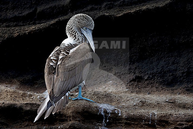 Blue-footed Booby, Sula nebouxii, on the Galapagos Islands, part of the Republic of Ecuador. stock-image by Agami/Pete Morris,