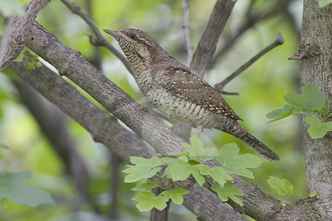 Eurasian Wryneck perched on branch; Draaihals zittend op tak stock-image by Agami/Daniele Occhiato,