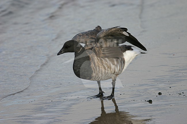 Rotgans staand, Pale-bellied Brent Goose standing stock-image by Agami/Chris van Rijswijk,