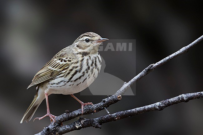 Olive-backed Pipit - Waldpieper - Anthus hodgsoni ssp. yunnanensis, Russia stock-image by Agami/Ralph Martin,