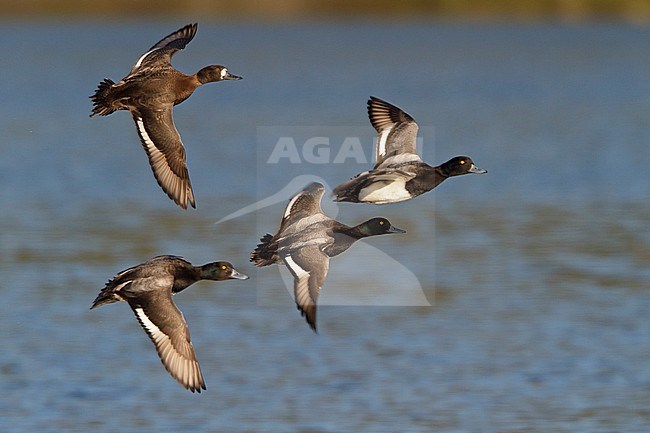 Lesser Scaup (Aythya affinis) flying in Victoria, BC, Canada. stock-image by Agami/Glenn Bartley,