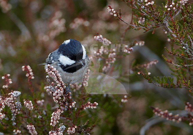 Zwarte Mees foeragerend in heide; Coal Tit foraging in heath stock-image by Agami/Markus Varesvuo,