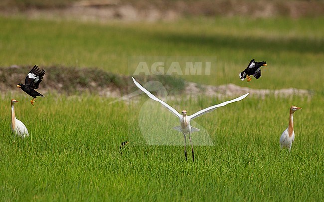 Great Myna (Acridotheres grandis) searching for food in a rice-field amorg egrets in Petchaburi, Thailand stock-image by Agami/Helge Sorensen,
