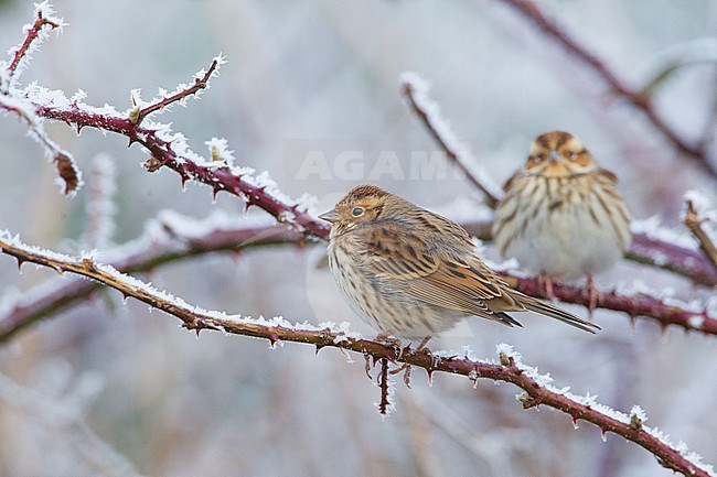 Little Bunting, Emberiza pusilla stock-image by Agami/Menno van Duijn,