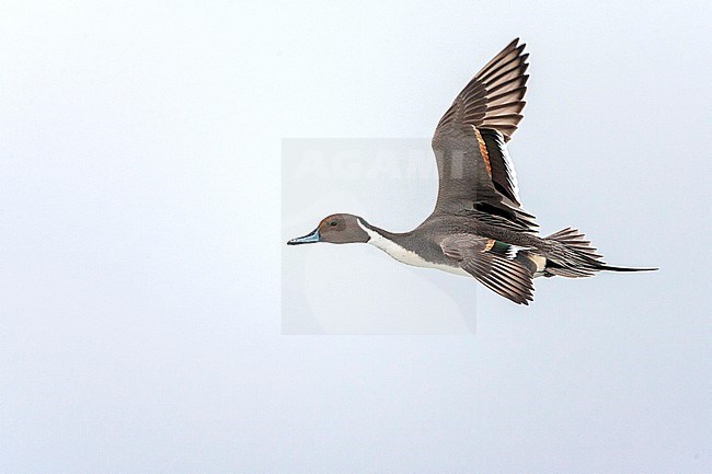 Wintering Northern Pintail (Anas acuta) along the coast of Hokkaido in Japan. Male in flight, seen from the side. stock-image by Agami/Marc Guyt,