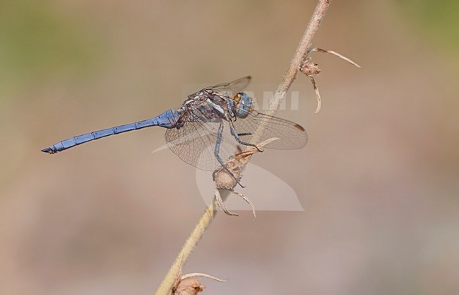 Imago Epaulet oeverlibel; Adult Epaulet Skimmer; stock-image by Agami/Fazal Sardar,