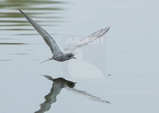 Black tern (Chlidonias niger) in flight, catching prey. stock-image by Agami/Lennart Verheuvel,