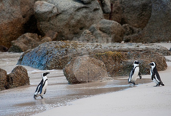 Three African Penguins (Spheniscus demersus), or Jackass Penguin, standing on Boulders Beach, Simon's town, South Africa. stock-image by Agami/Marc Guyt,