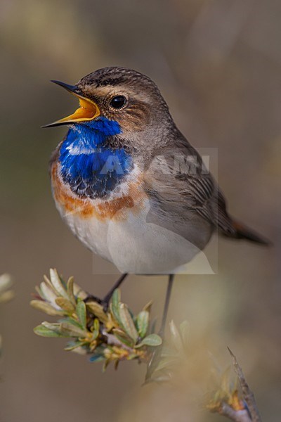 Zingend mannetje Blauwborst; Singing male Bluethroat stock-image by Agami/Arnold Meijer,