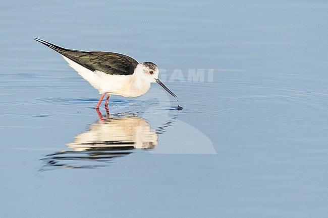  stock-image by Agami/Menno van Duijn,
