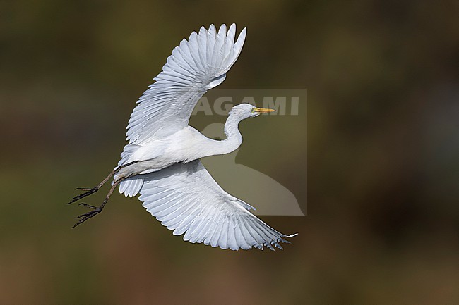 Intermediate Egret (Ardea brachyrhyncha) walking at Mindelo sewage ponds, Mindelo, Sao Vicente, Cape Verde. stock-image by Agami/Vincent Legrand,