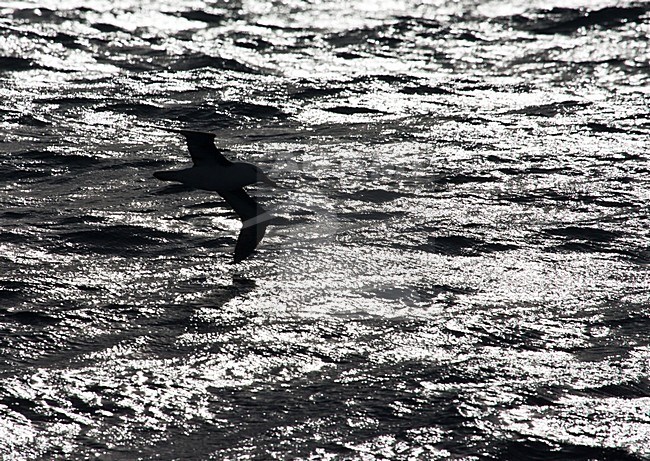 Volwassen Wenkbrauwalbatros vliegend boven de oceaan met tegenlicht; Adult Black-browed Albatross flying above open ocean with backlight stock-image by Agami/Marc Guyt,