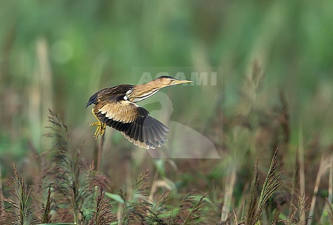 Female Little Bittern (Ixobrychus minutus) flying over the vegetation in a reed bed. stock-image by Agami/Kris de Rouck,