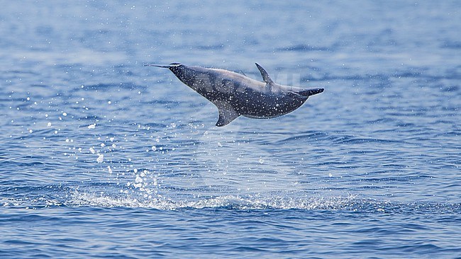 Dwarf Spinner Dolphin (Stenella longirostris roseiventris) falling back into the water, spinning. stock-image by Agami/Lennart Verheuvel,