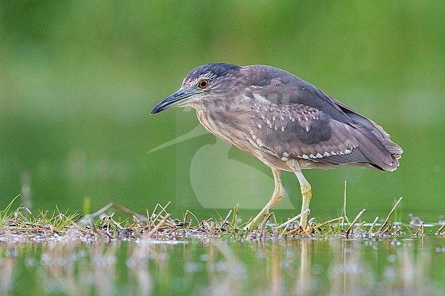 Black-crowned Night Heron (Nycticorax nycticorax), side view of a juvenile standing in the water, Campania, Italy stock-image by Agami/Saverio Gatto,