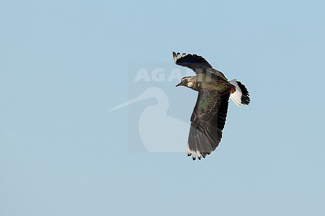 Adult Northern Lapwing (Vanellus vanellus) in flight stock-image by Agami/Mathias Putze,