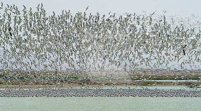 Huge wintering flock of Franklin's Gulls (Leucophaeus pipixcan) on a beach in northern Peru. Mixed with other terns and gull species.. stock-image by Agami/Dani Lopez-Velasco,