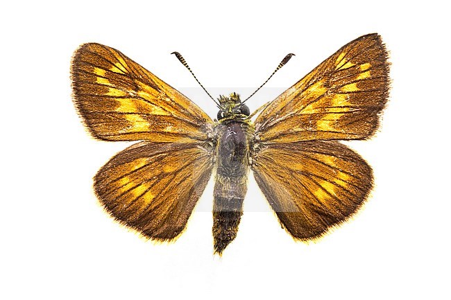 Large Skipper, Groot dikkopje, Ochlodes sylvanus stock-image by Agami/Wil Leurs,