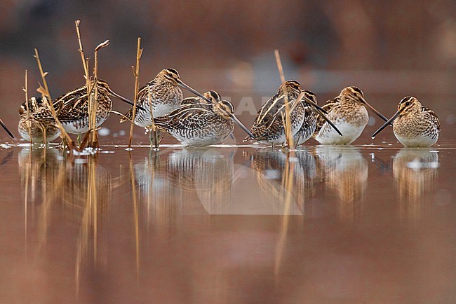 Common Snipe (Gallinago gallinago) in Italy. stock-image by Agami/Daniele Occhiato,