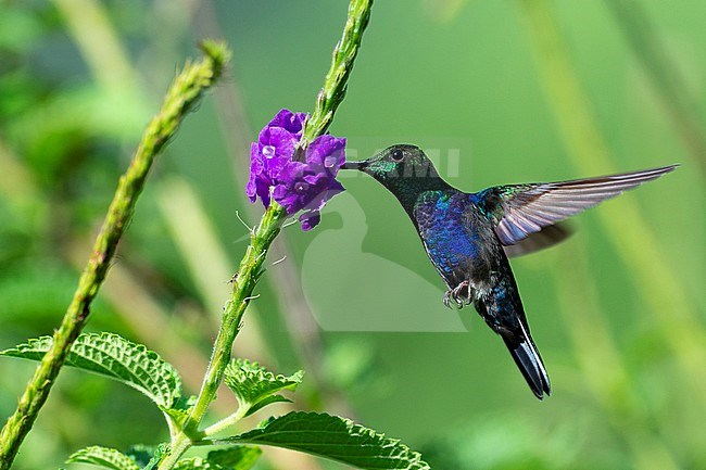 A male Fork-tailed Woodnymph (Thalurania furcata) is foraging on a flower showing of its iredescent side feathers. stock-image by Agami/Jacob Garvelink,