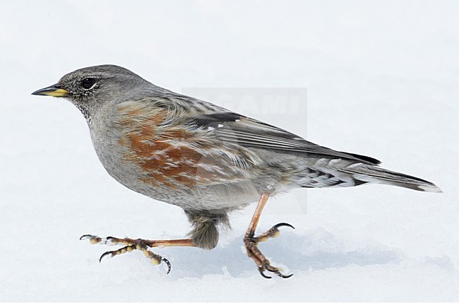 Alpenheggemus foeragerend in de sneeuw; Alpine Accentor foraging in snow stock-image by Agami/Markus Varesvuo,