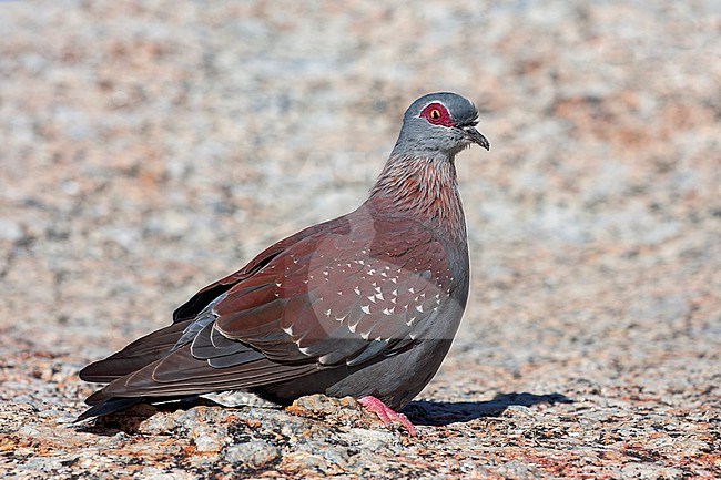 Speckled Pigeon, Columba guinea phaeonota, perched. In South Africa. stock-image by Agami/Marc Guyt,