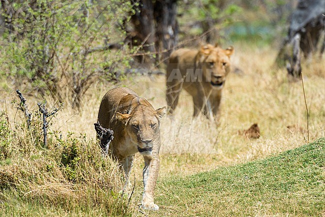 Two lions, Panthera leo, walking in their habitat. Okavango Delta, Botswana. stock-image by Agami/Sergio Pitamitz,