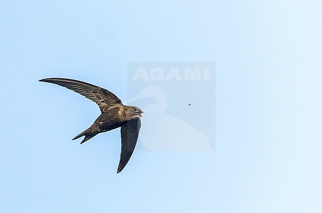 Common Swift, Apus apus, in flight over dunes of Berkheide, Netherlands. Catching an insect in mid air. stock-image by Agami/Marc Guyt,