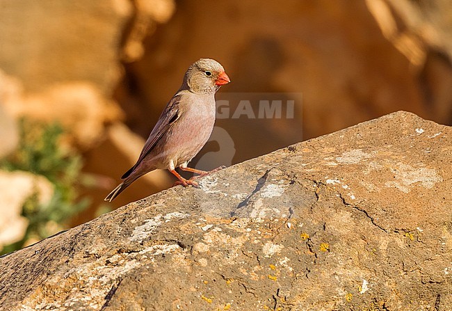 Trumpeter Finch sitting on a rock, Fuerteventura, Canary Islands. January 2016. stock-image by Agami/Vincent Legrand,