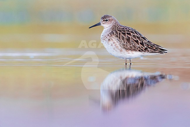 Spring migrant Ruff (Philomachus pugnax) in Italy. Staging in shallow freshwater pool. stock-image by Agami/Daniele Occhiato,
