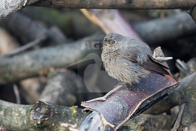 Black Redstart (Phoenicurus ochruros), perched on a branch, Montecorvino Rovella, Campania, Italy stock-image by Agami/Saverio Gatto,