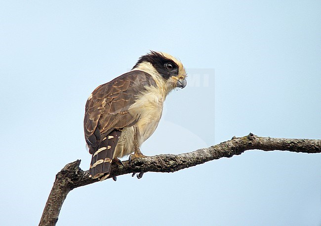  stock-image by Agami/Pete Morris,