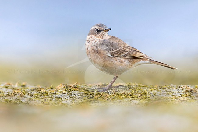 Water Pipit (Anthus spinoletta) in Italy. stock-image by Agami/Daniele Occhiato,