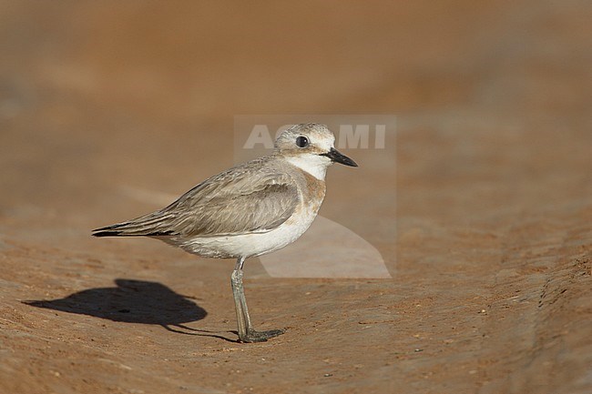 Greater Sand Plover, Woestijnplevier, Charadrius leschenaultii stock-image by Agami/Arie Ouwerkerk,