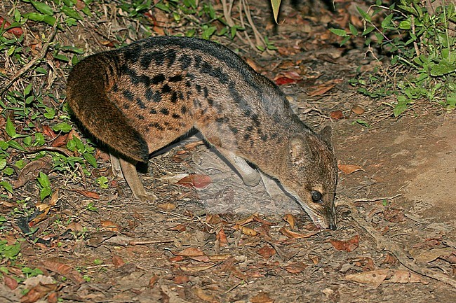 Malagasy or Striped civet (Fossa fossana), also known as the fanaloka or jabady, and endemic to Madagascar. Sniffing on the ground. stock-image by Agami/Pete Morris,
