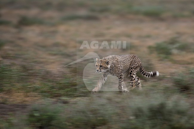 A cheetah cub, Acinonyx jubatus, running. Ndutu, Ngorongoro Conservation Area, Tanzania stock-image by Agami/Sergio Pitamitz,
