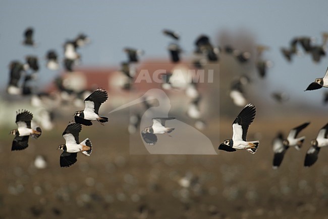 Kievit in vlucht; Northern Lapwing in flight stock-image by Agami/Hans Gebuis,