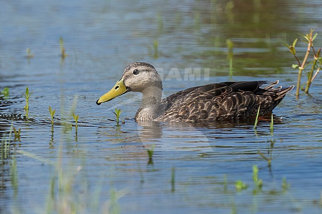 Adult male
Galveston Co., TX
April 2023 stock-image by Agami/Brian E Small,