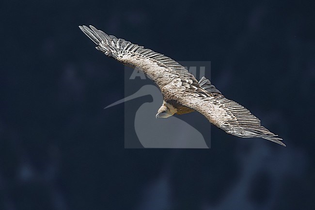 Vale Gier in vlucht; Griffon Vulture in flight stock-image by Agami/Daniele Occhiato,