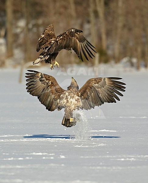 White-tailed Eagle subadults fighting, Zeearend subadults vechtend stock-image by Agami/Markus Varesvuo,