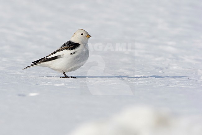 Long shadow; Lange schaduw stock-image by Agami/Arie Ouwerkerk,