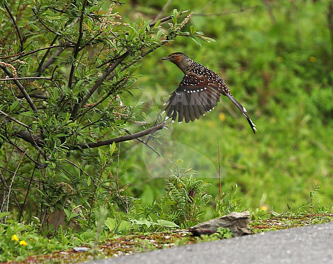 Giant Laughingthrush (Ianthocincla maxima) in montane temperate forest at Balang Shan, Sichuan, China stock-image by Agami/James Eaton,